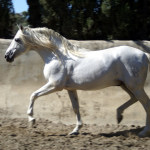Eringium