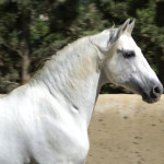 Eringium