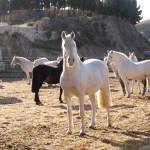 Novelero IX