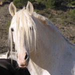 Novelero IX